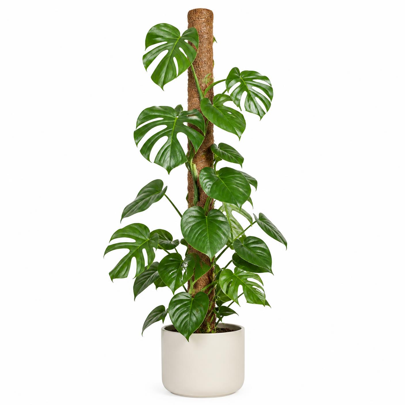 Monstera climbing a premium coco coir moss pole in a minimal ceramic pot